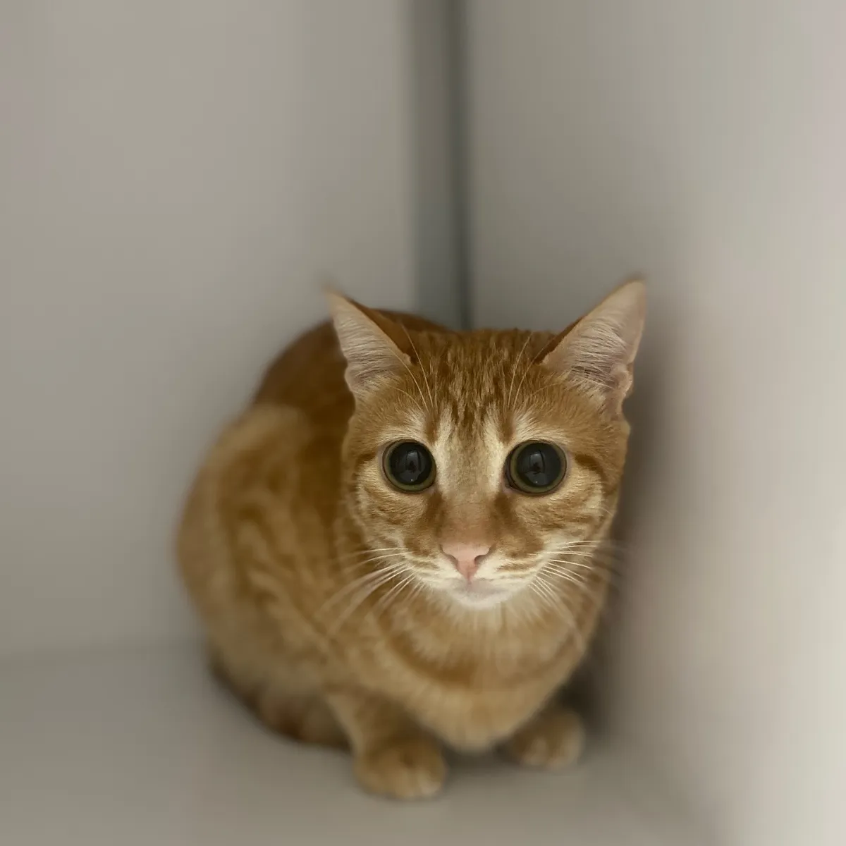 Klinikte bekleyen turuncu tekir kedi