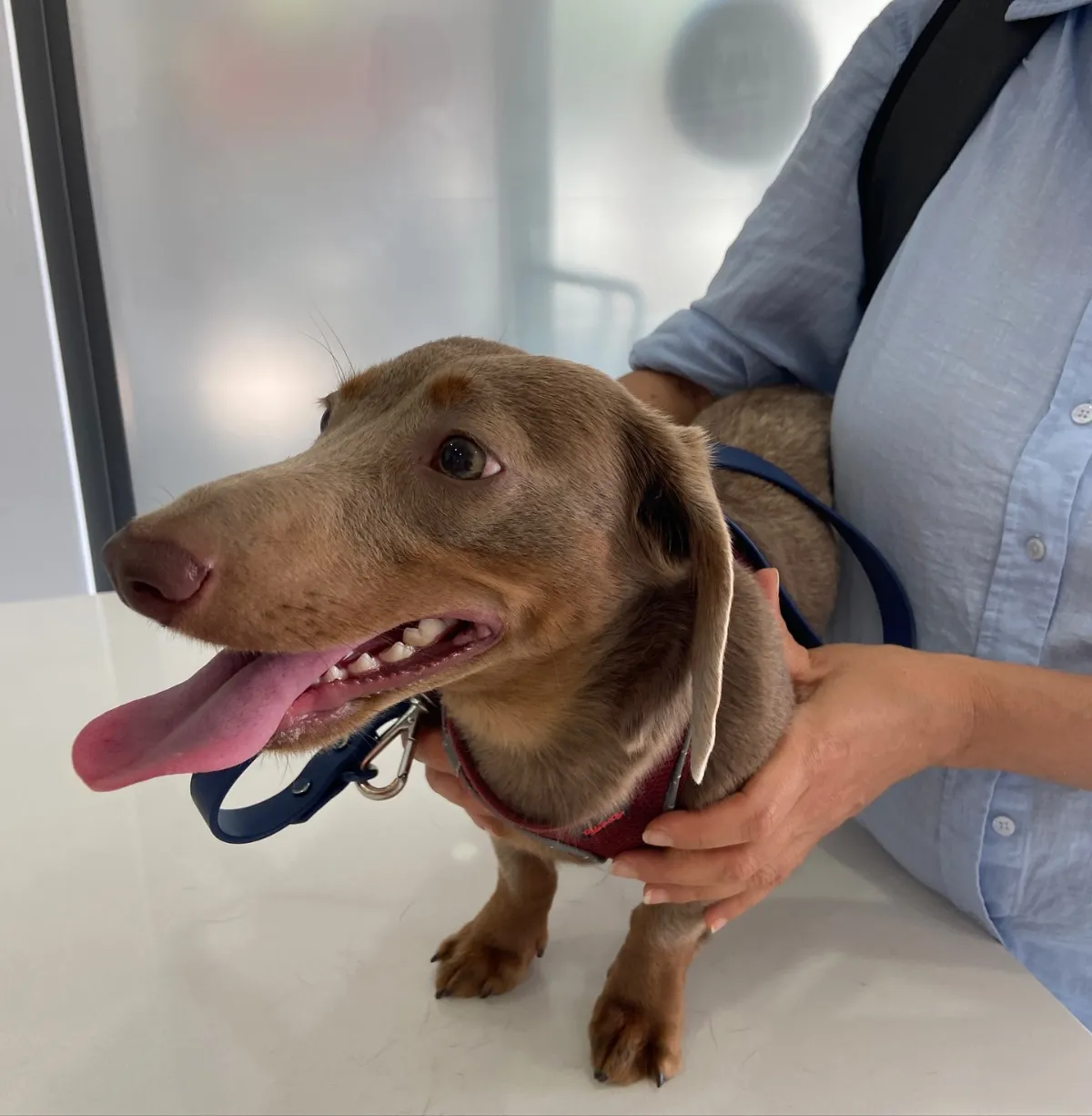 Muayene masasında sahibinin tuttuğu kahverengi dachshund