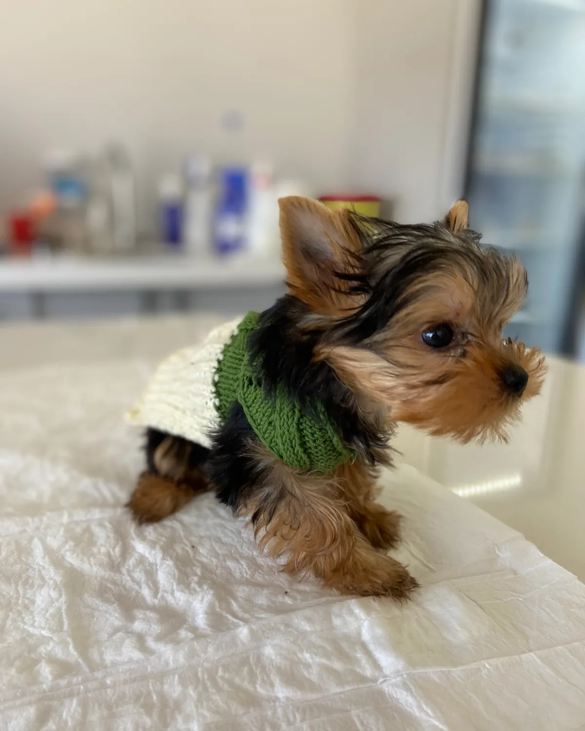 Klinikte muayene masasında yeşil kazaklı Yorkshire terrier yavrusu